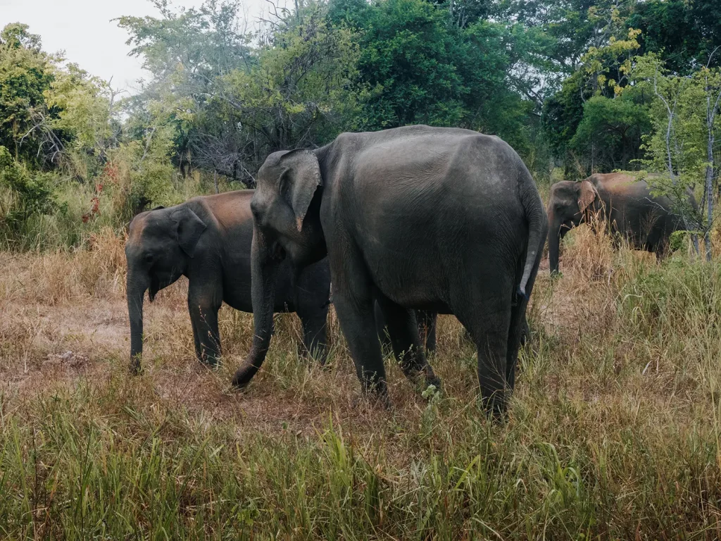 Sri Lanka Safari