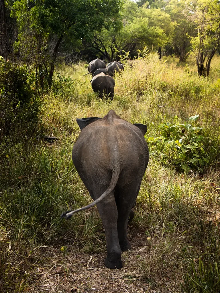 Sri Lanka Safari