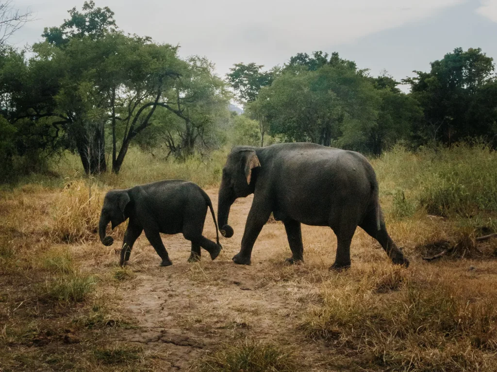 Sri Lanka Safari