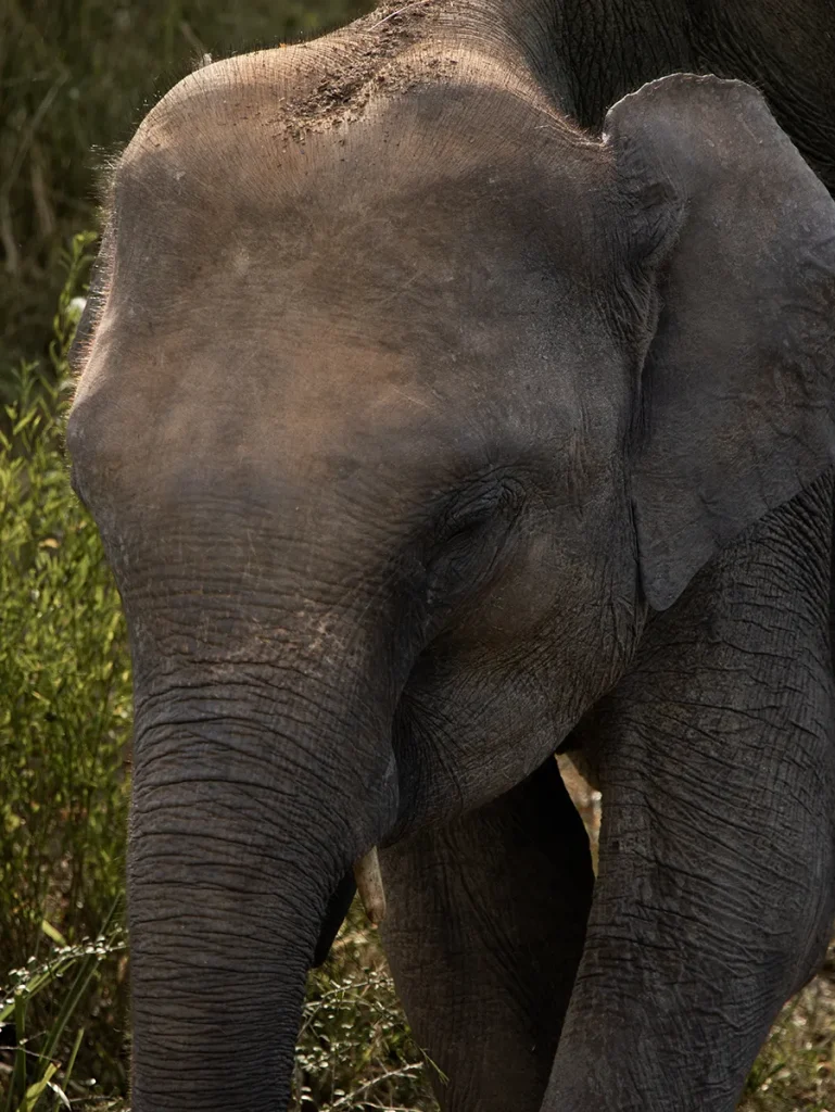 Sri Lanka Safari
