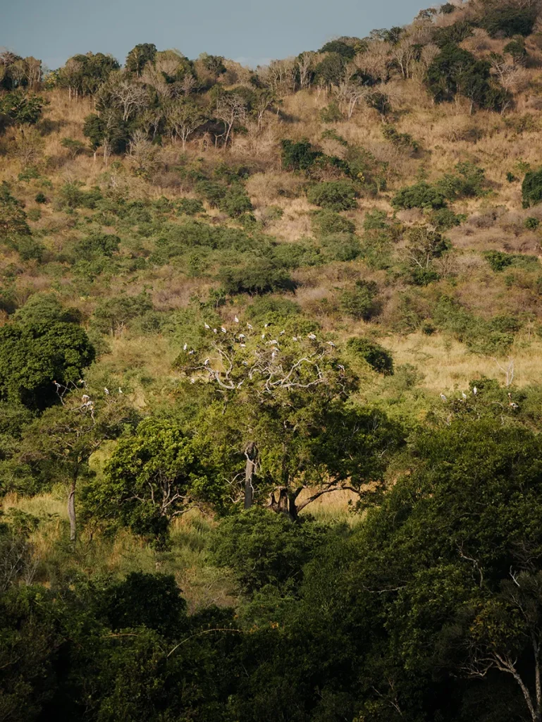 Sri Lanka Safari