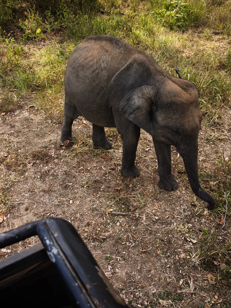 Sri Lanka Safari