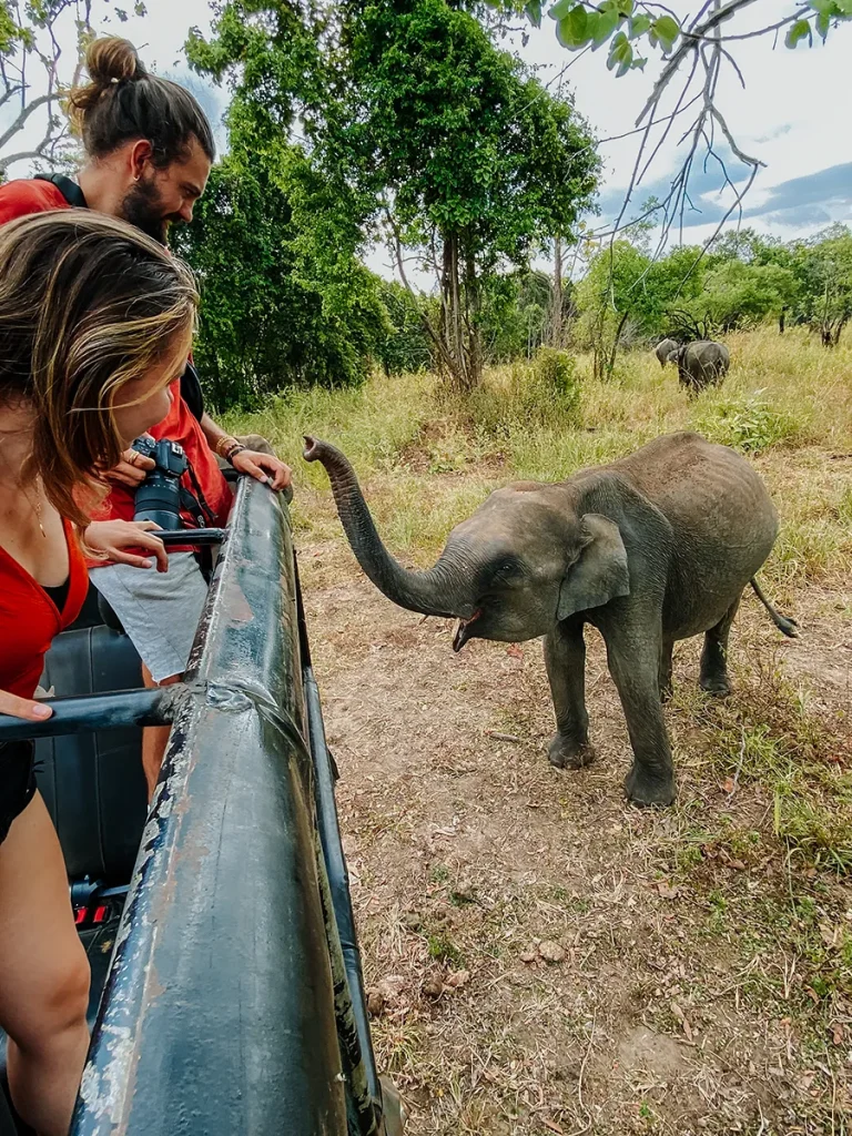 Sri Lanka Safari