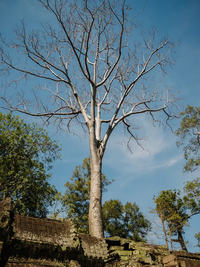 Ta Prohm Temple Trees