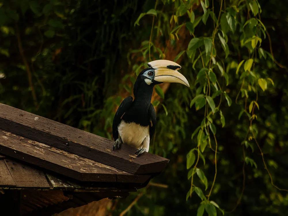 Wild Hornbills