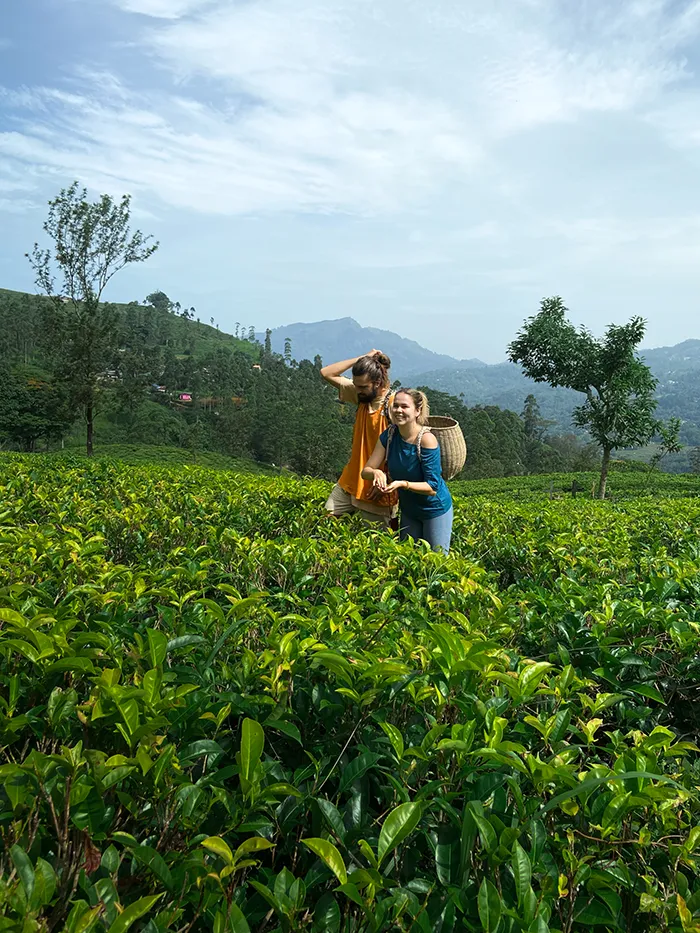 Tea Plantation & Factory Tour in Sri Lanka