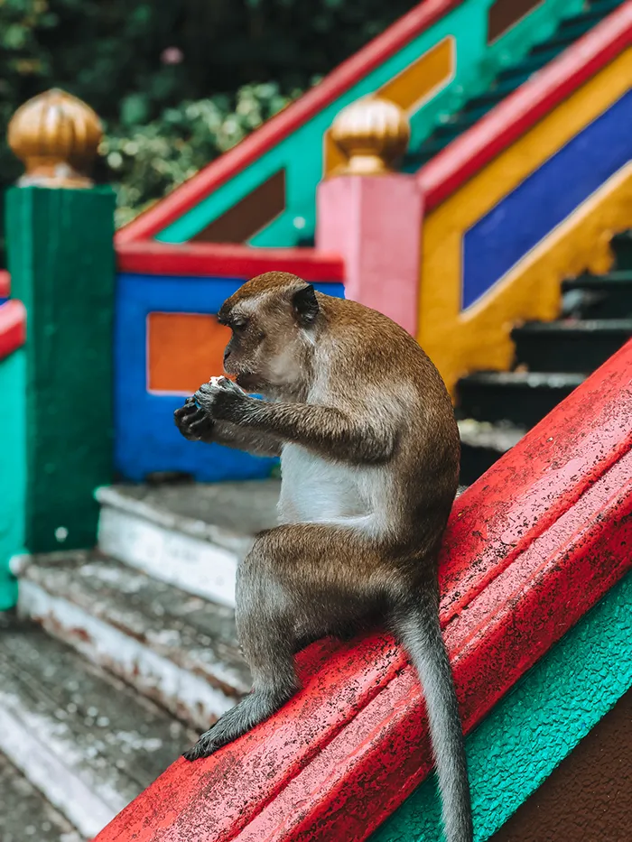 Monkey sitting on the colorful stairs of Batu Caves