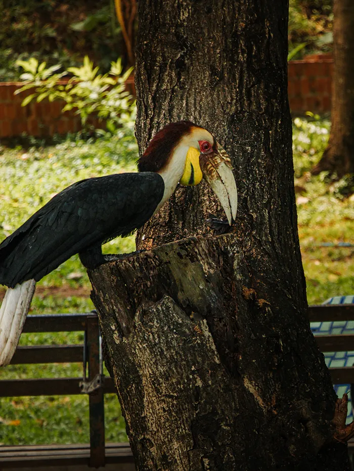 Native bird in the park surrounding Wat Phnom in Phnom Penh