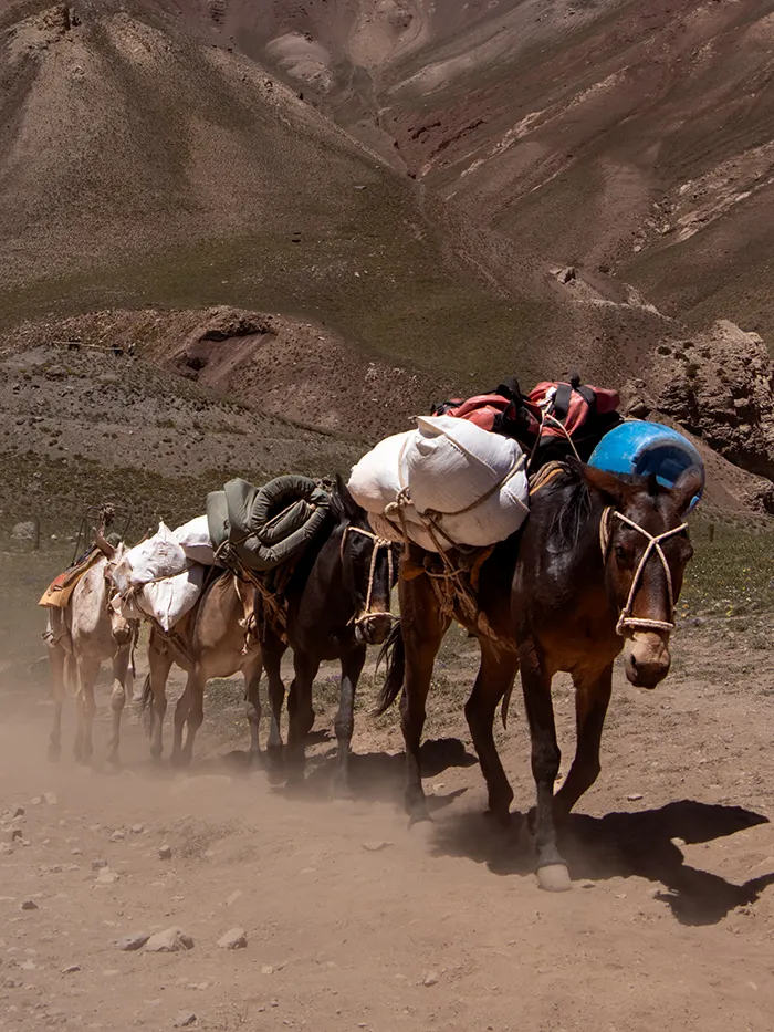 Horses carrying trekkers' bags up the mountain