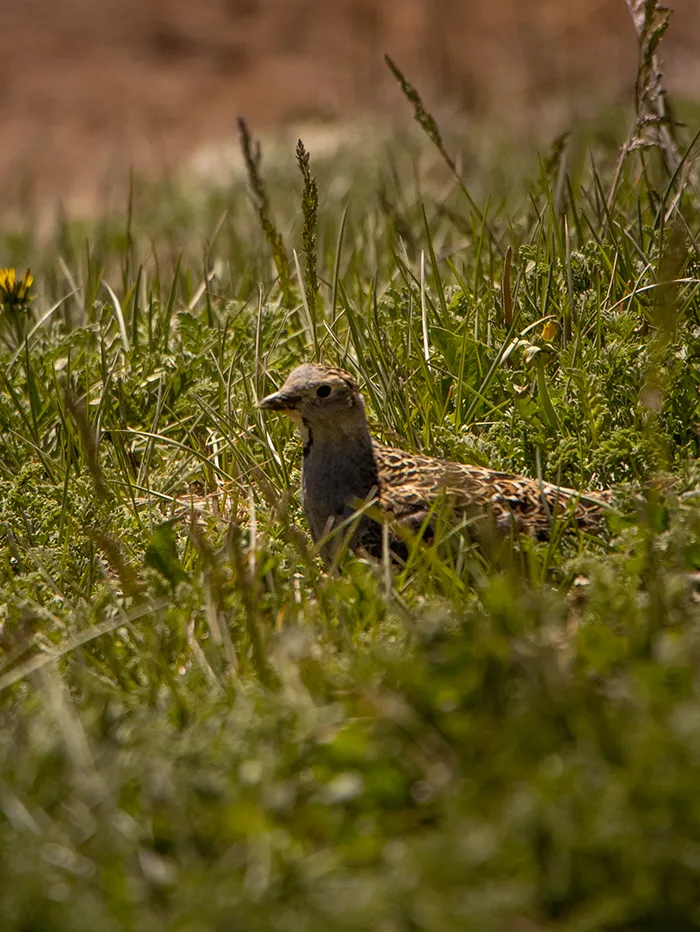 Bird sitting on grass in Aconcagua