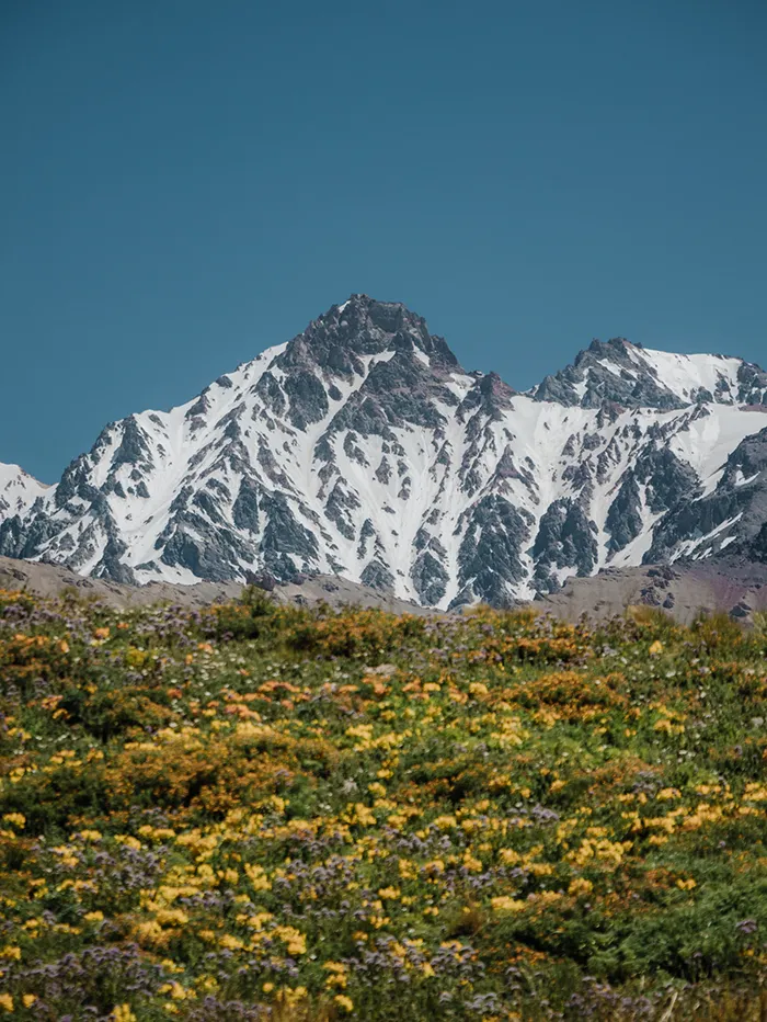 Snowy mountain behind a field of flowers in Mendoza, Argentina