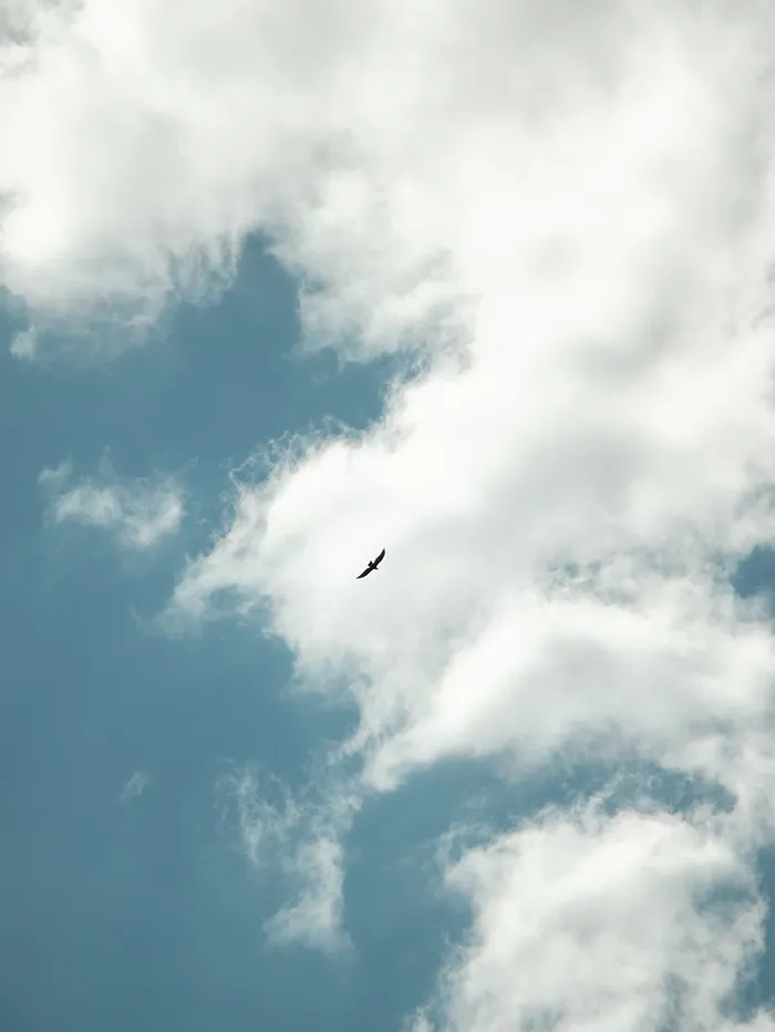 Condor flying in Mendoza, Argentina