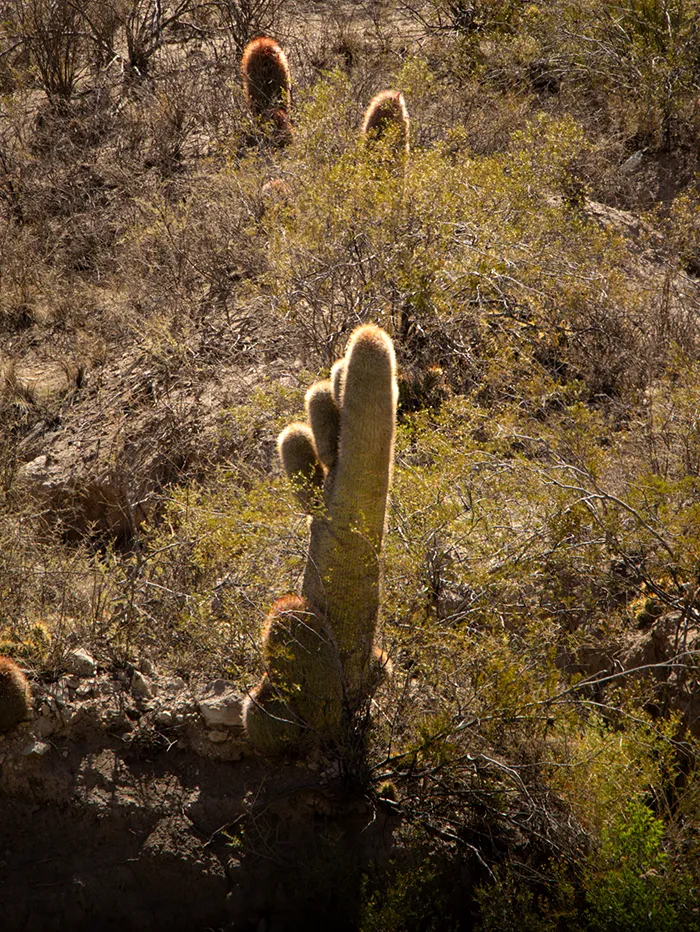 Cactus at Atuel Canyon