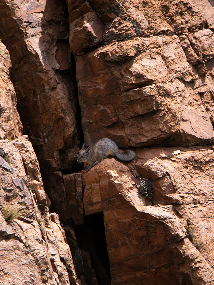 Chinchillas at Los Reyunos