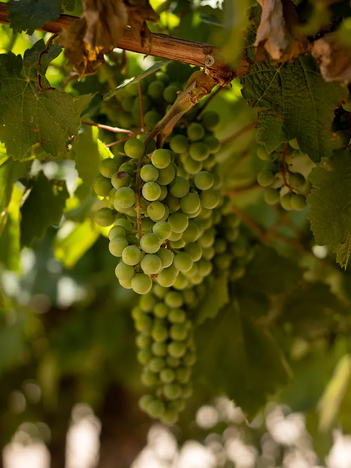 La Abeja Winery in San Rafael