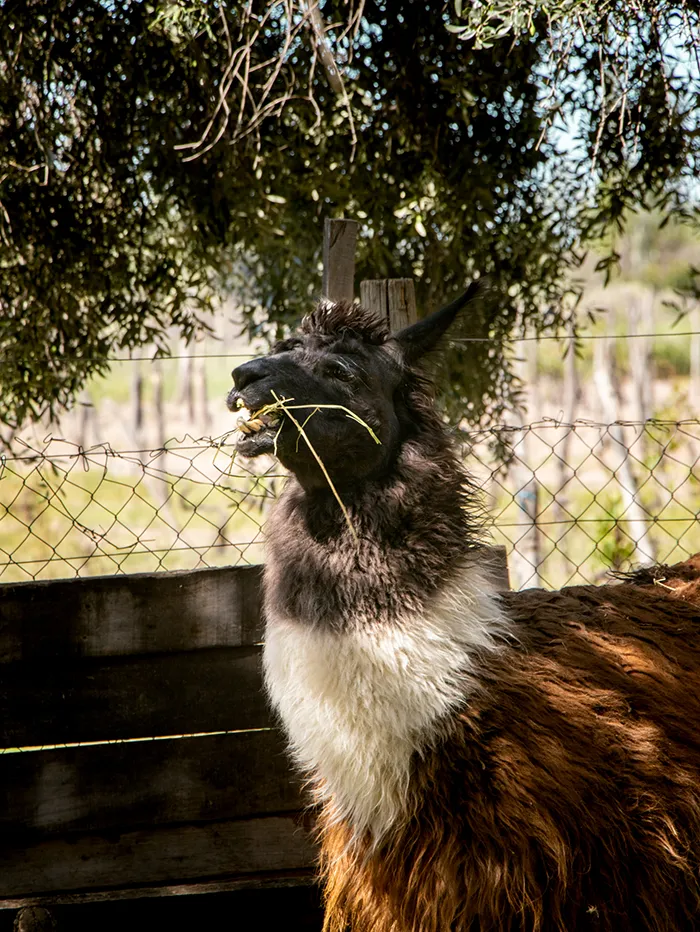 Llama at Yancanelo Olive Oil Factory in San Rafael