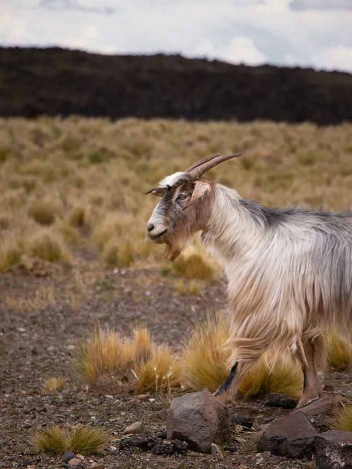 Los Molles Malargüe