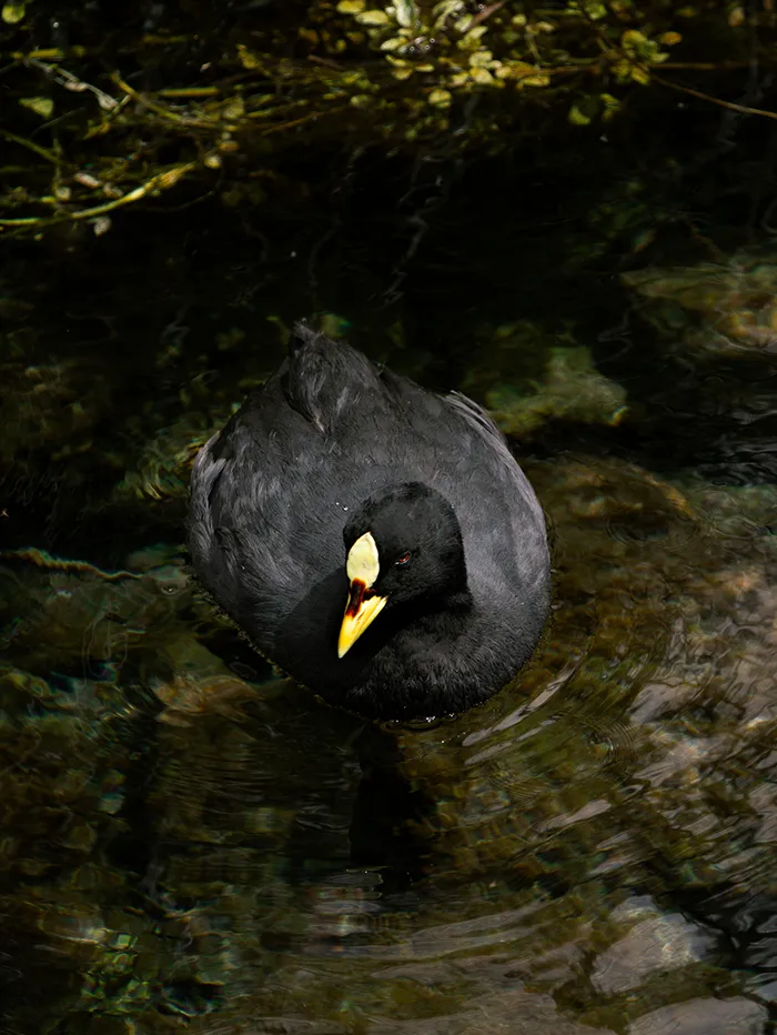 La Niña Encantada Lagoon Malargüe