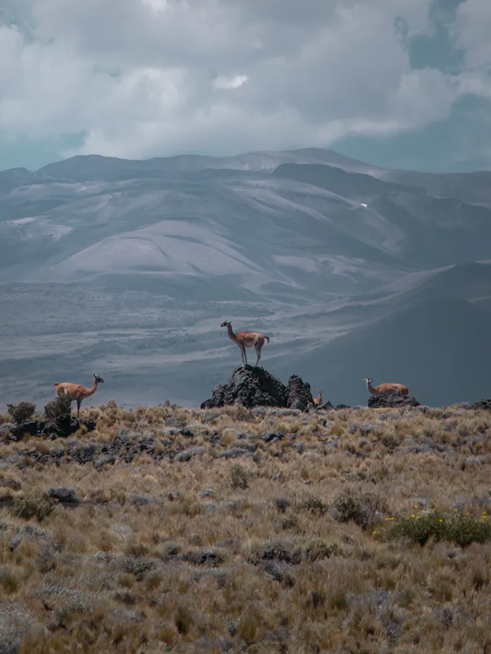 Guanacos at La Payunia Reserve