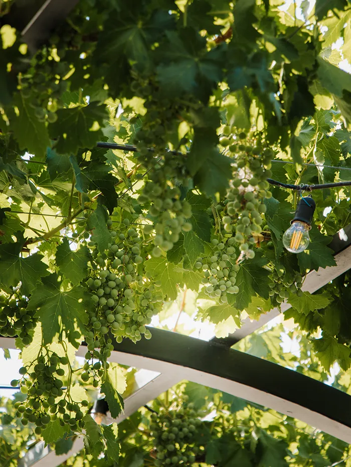 Casa Vigil (El Enemigo) Winery in Mendoza