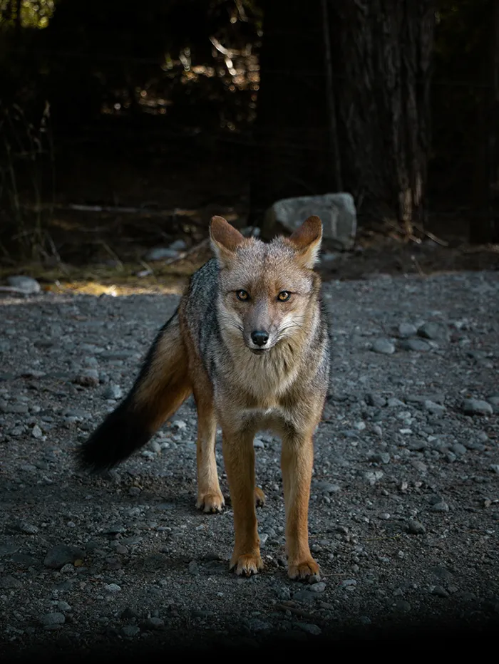 Fox at Circuito Chico