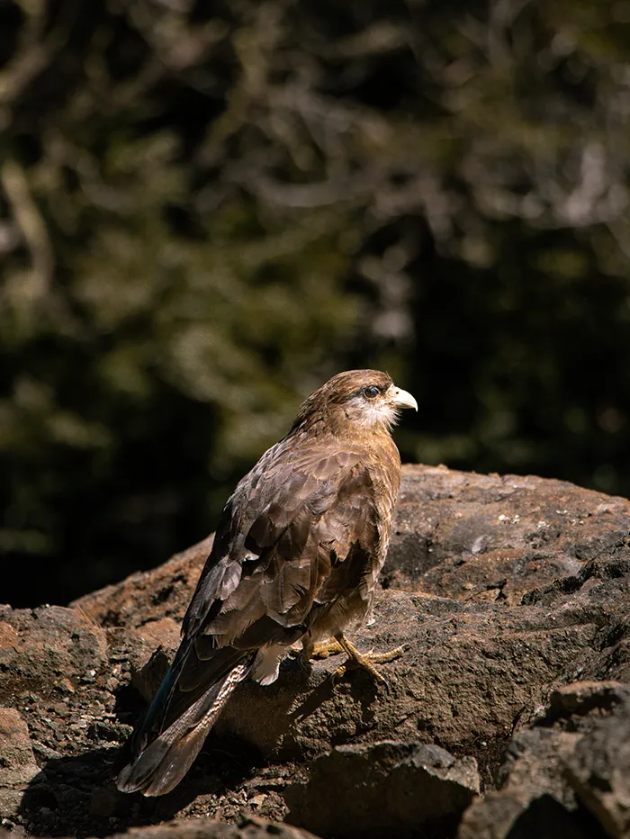 Cerro Llao Llao