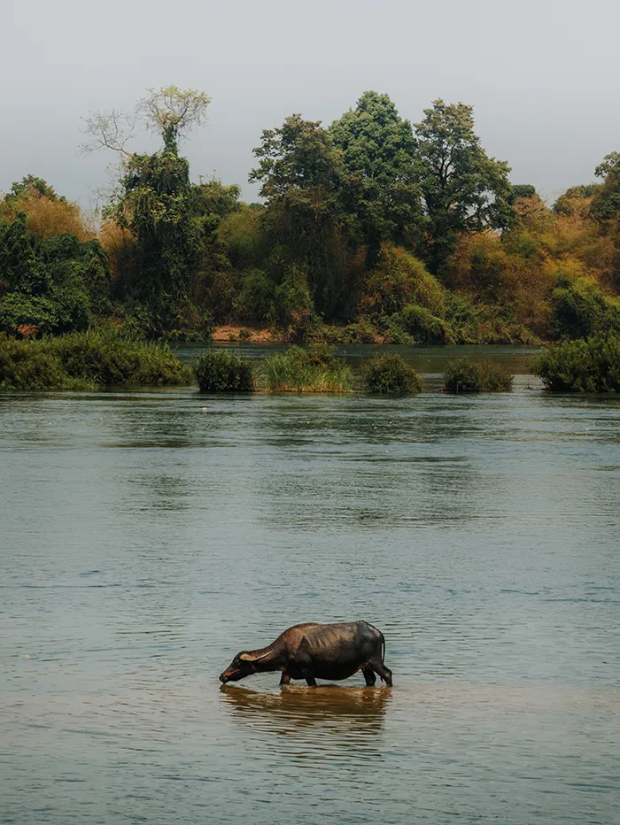 laos nature