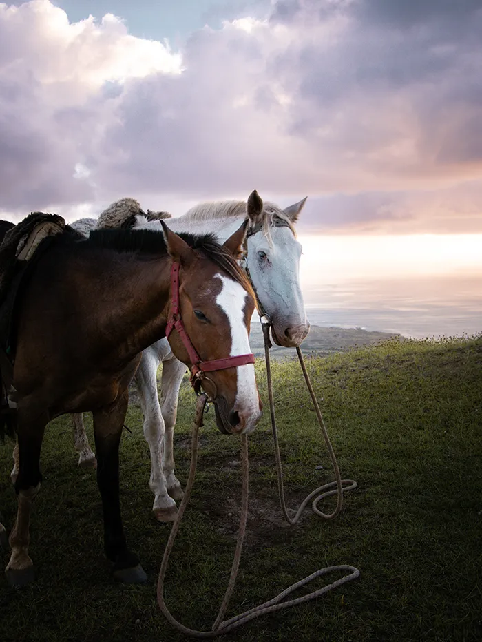 Horseback Riding to Terevaka Easter Island Rapa Nui