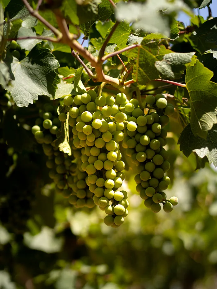santiado day trips: casablanca valley